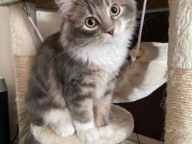 Schönes, sehr soziales Norwegisches Waldkätzchen, fühlt