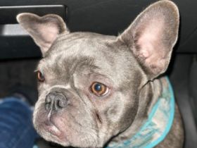 Mango, Zuchtverkleinerung Französische Bulldoggen