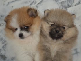 Zwei Pomeranian Zwergspitz Welpen suchen ein neues