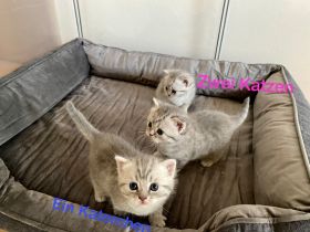 Unsere Emmi hat am 26.08.2022 drei Kitten zur Welt