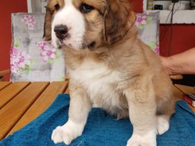 Die kleinen suchen noch ein Liebevolles Zuhause, sie