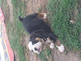 HELLS Bells Pommern Bulldog