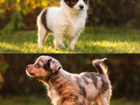 Am 22.07. sind bei uns vier wunderschöne, gesunde