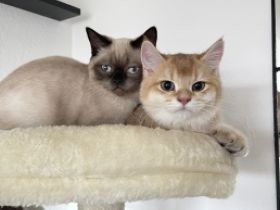 Hallo liebe Katzenfreunde, unser Nino und Mino sind ein