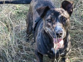 Amigo ist ein sehr netter Hund, der seine Hoffnung