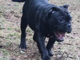 Floki, ein  1jähriger Jungrüde sucht einen