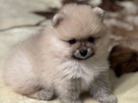 Zwei kleine wundervolle Rüden suchen ein nettes zu