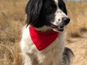 Bobik, Vermittlungshilfe! Nicht direkt perfekt... aber