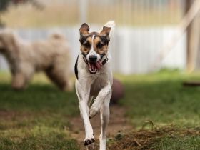 Vermittlungshilfe! Man gab mir den Namen Zaja - Kurz,