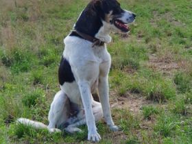 Hallo mein Name ist Hajo. Ich bin 2 Jahre alt und bin