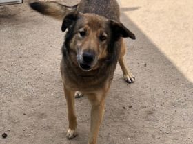 Vermittlungshilfe! Hallo ich bin Mimoza. Ich bin ein