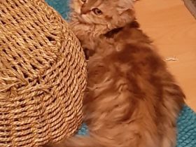 Wir haben Anfang Juni von unserer Zucker-Püppi ;Ronja,