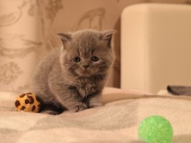 Liebe Tierfreunde, Am 17.08.2022 hat unsere Katzenmama,