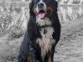 Buster vom Osterbrock