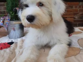 Liebe Bobtail-Freunde, hiermit möchten wir Ihnen unsere