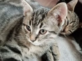 BKH Kitten bereit für ein neues Zuhause. Putzmunter,