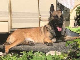 Belgische Schäferhunde - Malinois