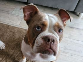 Channy, sher liebe Hündin, verschmust, hört sehr gut