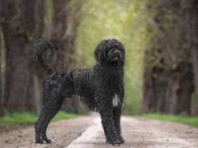 Don Neo Casa Carisma