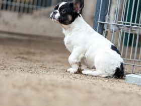 Vermittlungshilfe! Diese 3 bildhübschen Mäuse suchen