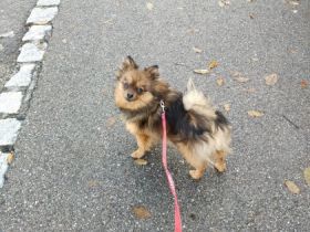 Unsere süße, sehr, sehr liebe kleine Zwergspitz Hündin 