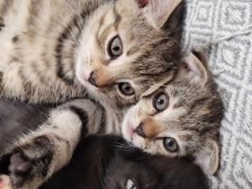 Hauskitten abzugeben. 1 Kater 2 kätzin Mutterkatze (bkh