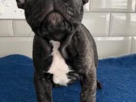 Wer sich einen Bully holt sollte eins wissen: Bully's