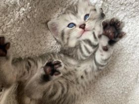 Hallo liebe zukünftigen Katzeneltern :) Unsere vier