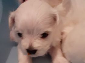 Hallo Unsere reinrassige Malteser Hundin Lexy , hat