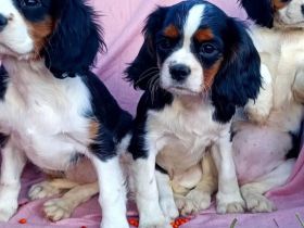 Unsere kleinen Cavalier Welpen sind am 30.06.2022 auf