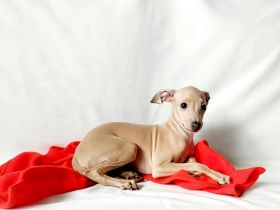 Nursery ‘Bertinum Manerium (Latvia) LKF/FCI is offering