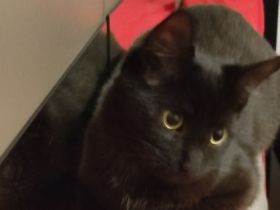 Katze " Nala " mit Zubehör, Mix