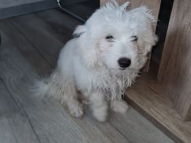 Toni ist wirklich ein Wunsch von einem Hund, er muss