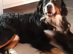 Unsere welpen sind da Unsere Welpen wachsen liebevoll