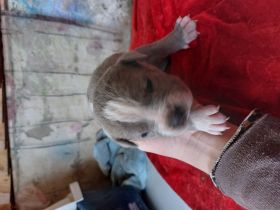 Hier möchte ich eine sehr hübsche American Bully XL