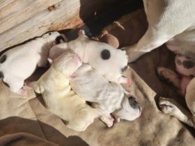 Unsere Mila hat 7 gesunde Welpen zu Welt gebracht. Dies