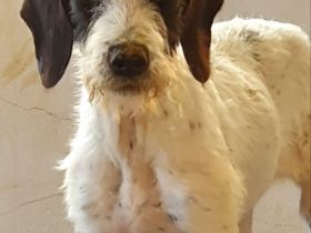 Ich kleiner liebenswürdiger Wurm, heisse Samuraya bin