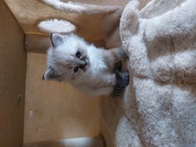 Hallo,unsere 4 Kitten suchen noch ein liebevolles und