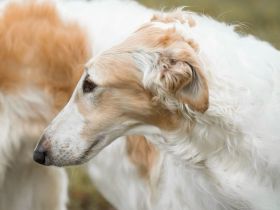 Barsoiwelpen sind im Herbst 2025 geplant