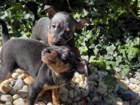 Welpen abzugeben Geimpft, entwurmt, EU-Heimtierausweis