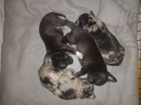 NUR NOCH EIN RÜDE ZU HABEN!!!! Chihuahua Mix Hündin hat