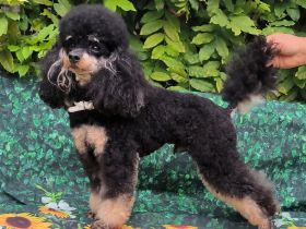 Pudel,  Deckrüde Zwergpudel, mit Ahnentafel, VDH, PZV