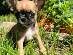 Hallo, unsere Chihuahua Hündin hat am 08.07.2022 ein