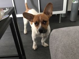 Sammy, Französische Bulldogge/Jack Russell Terrier,