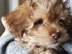 Gerne etwas ältere Hündin gesucht bis 4 Jahre. Als