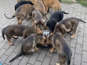 Wunderschöne Welpen an liebevolle Hände abzugeben ihr