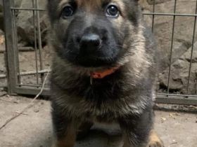 Alva hat uns am 25.08.2022, 10 wunderschöne Welpen