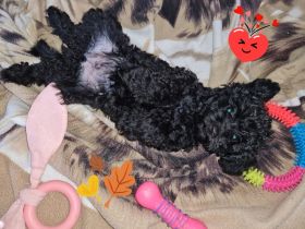 Hallo liebe Tierfreunde Unsere Zoey hat 5 wunderschöne