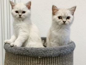 Hallo an alle Katzenliebhaber, wir zwei Schwestern und