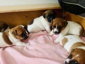 Süße Jack Russell Welpen Klein bleibend , kurzbeinig
